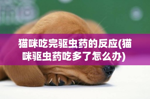 貓咪吃完驅蟲藥的反應(貓咪驅蟲藥吃多了怎么辦) 