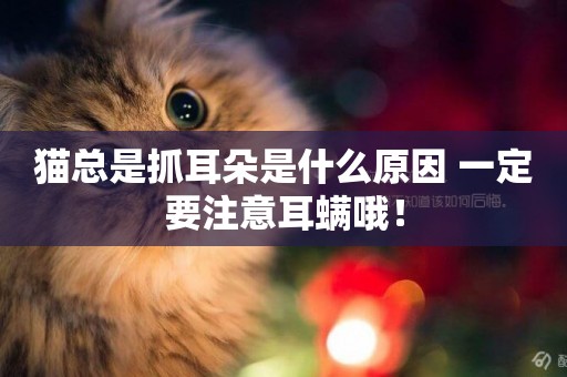 貓總是抓耳朵是什么原因 一定要注意耳螨哦！