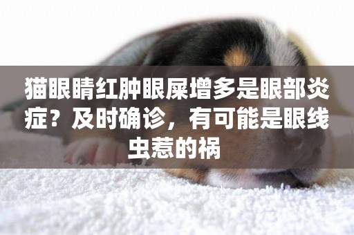 貓眼睛紅腫眼屎增多是眼部炎癥？及時確診，有可能是眼線蟲惹的禍 