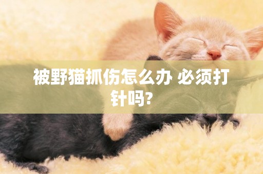 被野貓抓傷怎么辦 必須打針嗎?