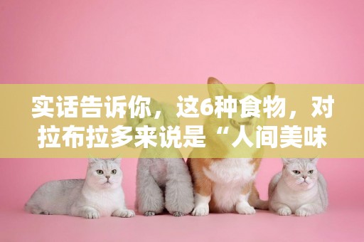 實話告訴你，這6種食物，對拉布拉多來說是“人間美味” 