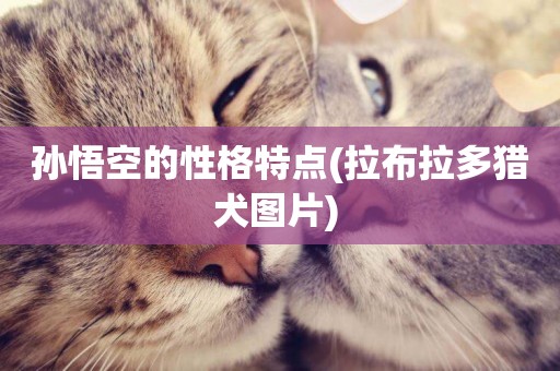 孫悟空的性格特點(拉布拉多獵犬圖片) 