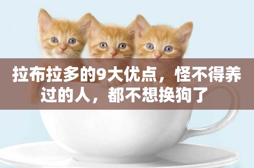 拉布拉多的9大優點，怪不得養過的人，都不想換狗了 