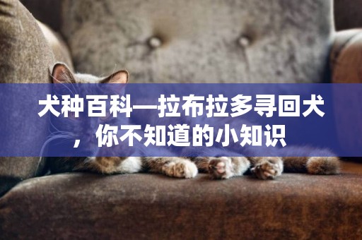 犬種百科—拉布拉多尋回犬，你不知道的小知識 