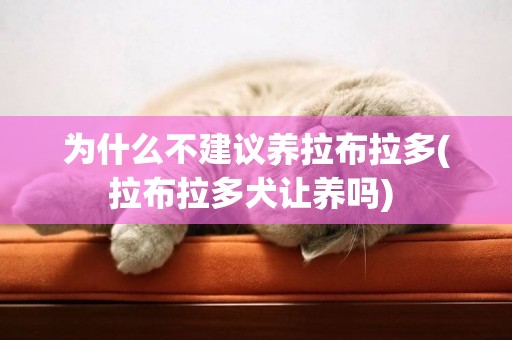 為什么不建議養拉布拉多(拉布拉多犬讓養嗎) 