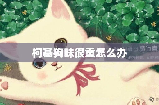 柯基狗味很重怎么辦