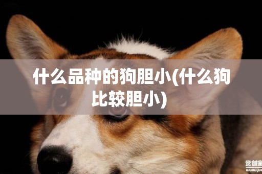 什么品種的狗膽小(什么狗比較膽小) 