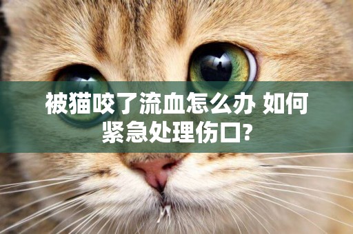 被貓咬了流血怎么辦 如何緊急處理傷口?