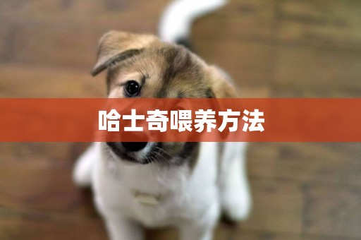 哈士奇喂養方法