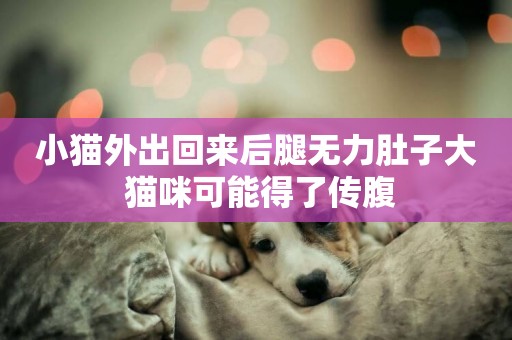 小貓外出回來后腿無力肚子大 貓咪可能得了傳腹