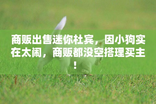 商販出售迷你杜賓，因小狗實在太鬧，商販都沒空搭理買主！ 