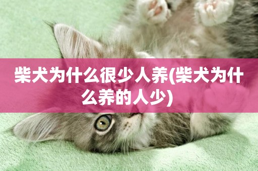 柴犬為什么很少人養(柴犬為什么養的人少) 