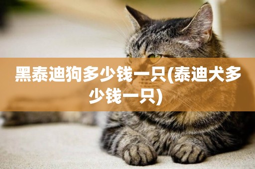黑泰迪狗多少錢一只(泰迪犬多少錢一只) 