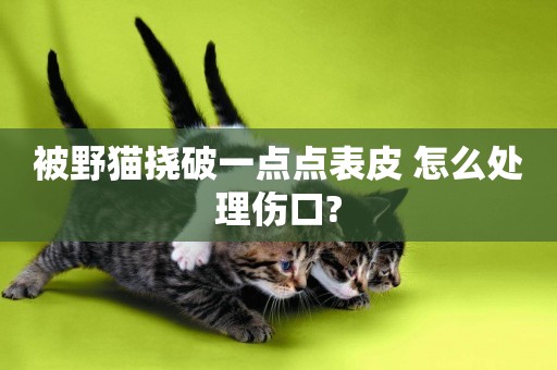 被野貓撓破一點點表皮 怎么處理傷口?