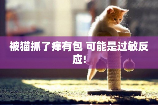 被貓抓了癢有包 可能是過敏反應!