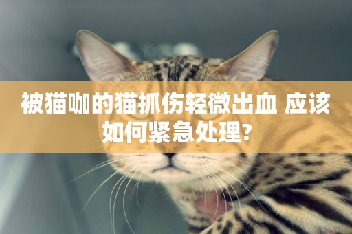 被貓咖的貓抓傷輕微出血 應該如何緊急處理?