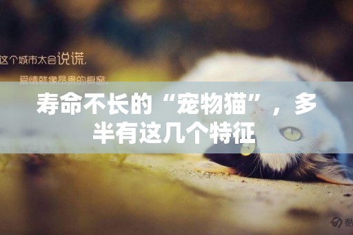 壽命不長的“寵物貓”，多半有這幾個特征 