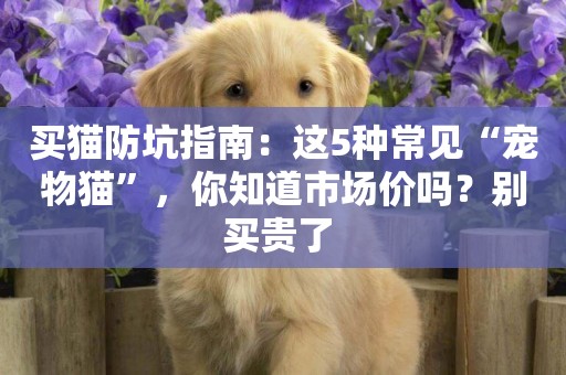 買貓防坑指南：這5種常見“寵物貓”，你知道市場價嗎？別買貴了 