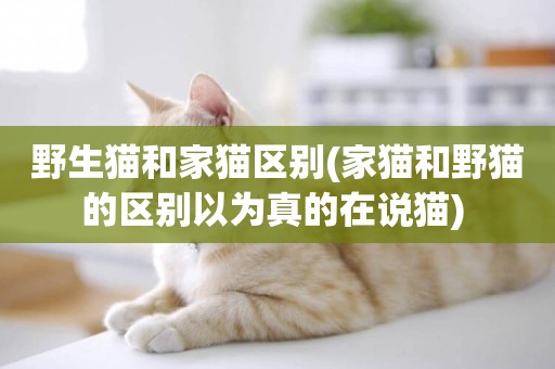 野生貓和家貓區別(家貓和野貓的區別以為真的在說貓) 