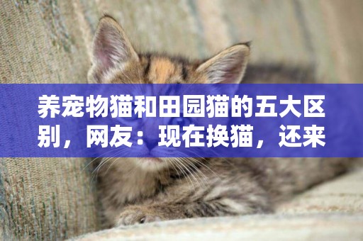 養寵物貓和田園貓的五大區別，網友：現在換貓，還來得及嗎？ 