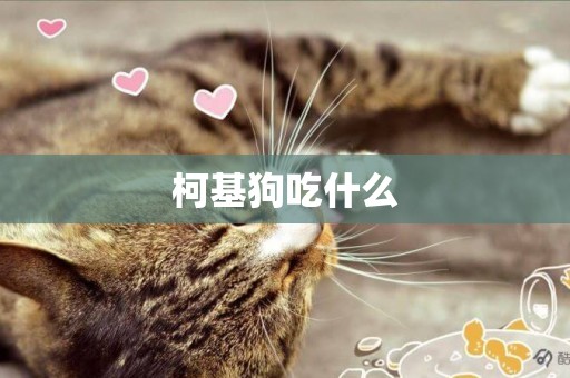柯基狗吃什么