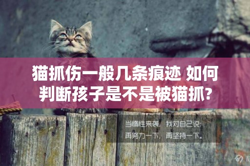 貓抓傷一般幾條痕跡 如何判斷孩子是不是被貓抓?