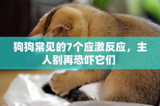 狗狗常見的7個應激反應，主人別再恐嚇它們 