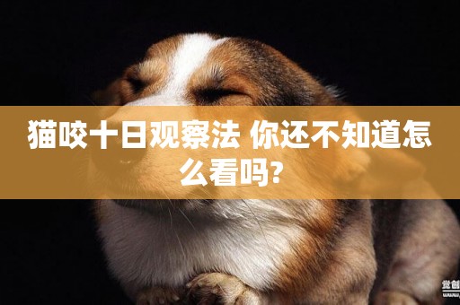 貓咬十日觀察法 你還不知道怎么看嗎?