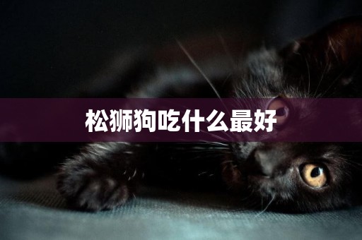 松獅狗吃什么最好