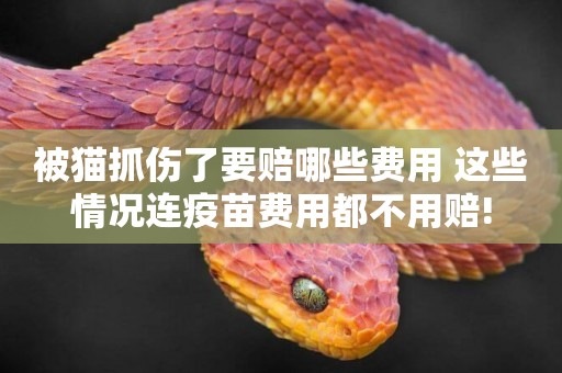 被貓抓傷了要賠哪些費用 這些情況連疫苗費用都不用賠!