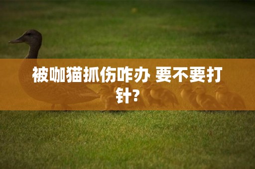 被咖貓抓傷咋辦 要不要打針?
