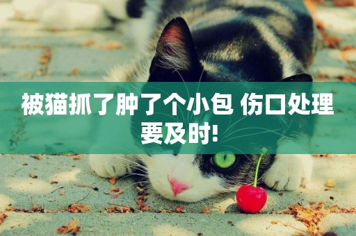 被貓抓了腫了個小包 傷口處理要及時!