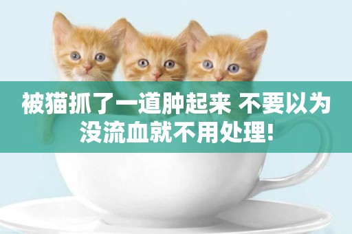 被貓抓了一道腫起來 不要以為沒流血就不用處理!