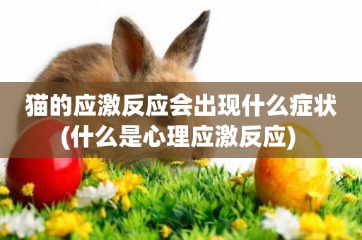 貓的應激反應會出現什么癥狀(什么是心理應激反應) 