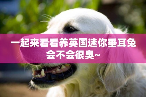 一起來看看養英國迷你垂耳兔會不會很臭~