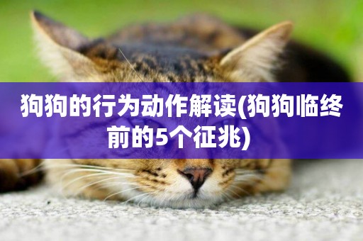 狗狗的行為動作解讀(狗狗臨終前的5個征兆) 
