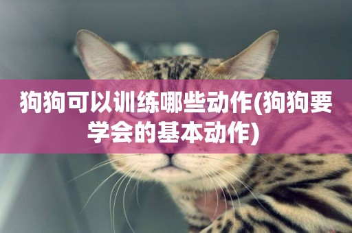 狗狗可以訓練哪些動作(狗狗要學會的基本動作) 