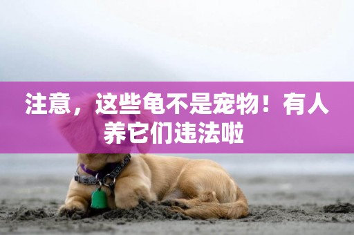 注意，這些龜不是寵物！有人養它們違法啦 