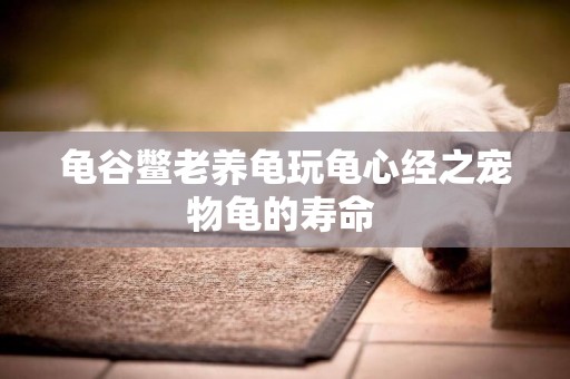 龜谷鱉老養龜玩龜心經之寵物龜的壽命 