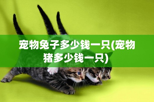 寵物兔子多少錢一只(寵物豬多少錢一只) 
