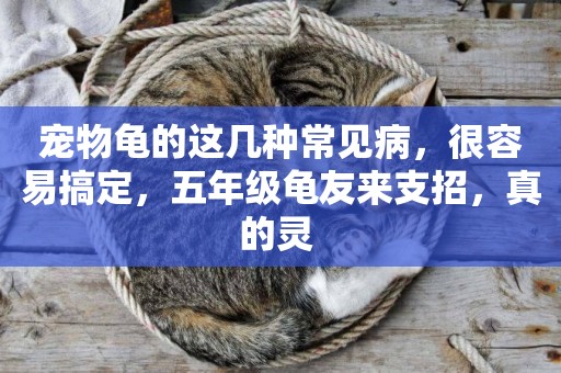 寵物龜的這幾種常見病，很容易搞定，五年級龜友來支招，真的靈 