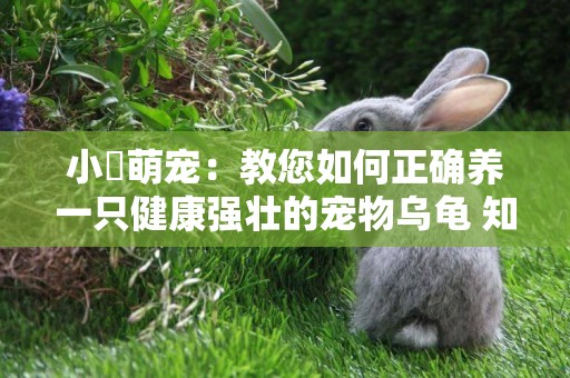 小訫萌寵：教您如何正確養一只健康強壯的寵物烏龜 知識+技巧 