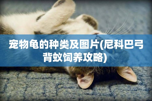 寵物龜的種類及圖片(尼科巴弓背蟻飼養攻略) 