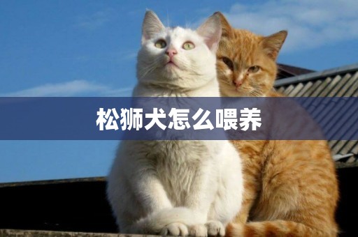 松獅犬怎么喂養