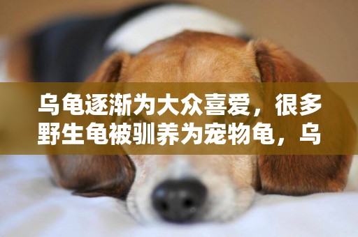 烏龜逐漸為大眾喜愛，很多野生龜被馴養為寵物龜，烏龜有哪些品種 
