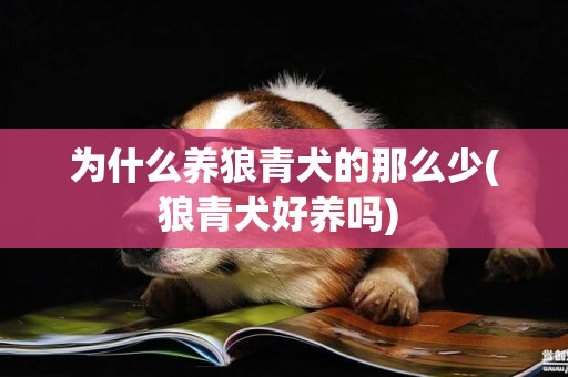 為什么養狼青犬的那么少(狼青犬好養嗎) 