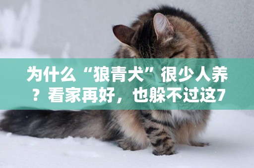為什么“狼青犬”很少人養？看家再好，也躲不過這7點 