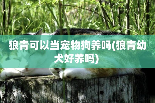 狼青可以當寵物狗養嗎(狼青幼犬好養嗎) 