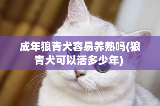 成年狼青犬容易養熟嗎(狼青犬可以活多少年) 