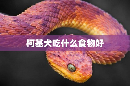 柯基犬吃什么食物好